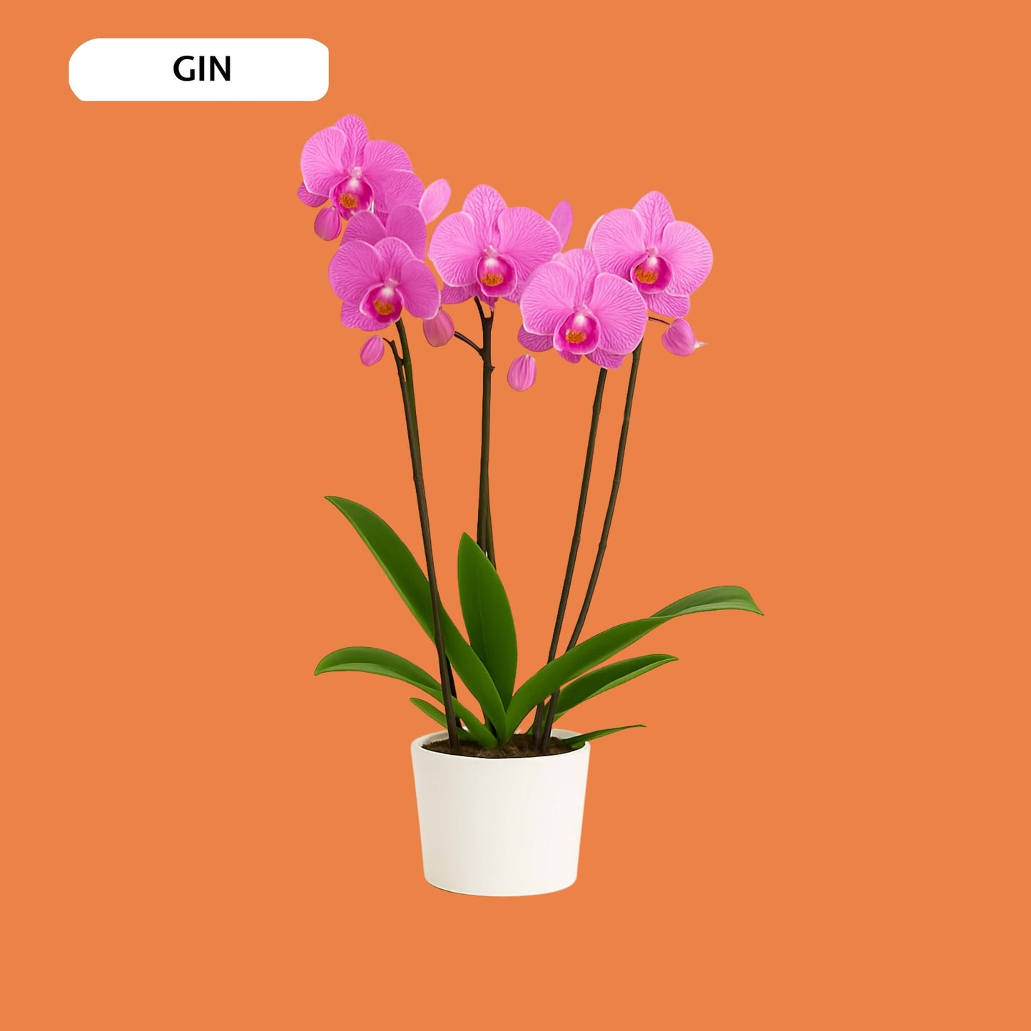 ORCHIDEEËN - KEUZEBOX