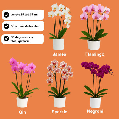 ORCHIDEEËN - KEUZEBOX