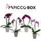 Paarse box Papicco Ø12cm