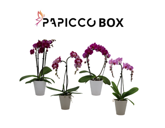 Paarse box Papicco Ø12cm