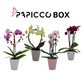 Papicco vormen mix Ø12cm