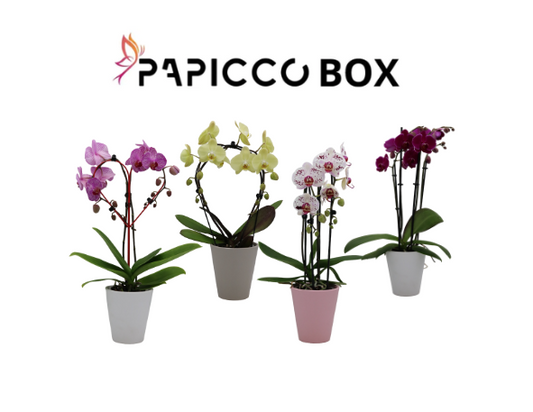 Papicco vormen mix Ø12cm