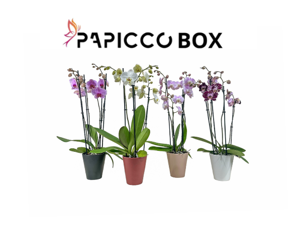 4x4 Papicco Box Ø12cm