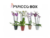 4x4 Papicco Box Ø12cm