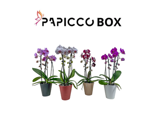 4x2 Papicco Box cascade Ø12cm