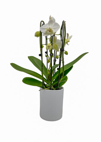 Alle Papicco producten