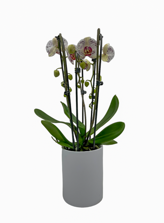 Waterval 3-tak Fun - Ø12cm