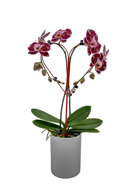 Papicco Orchidee kwekerij voor particulieren - Papicco