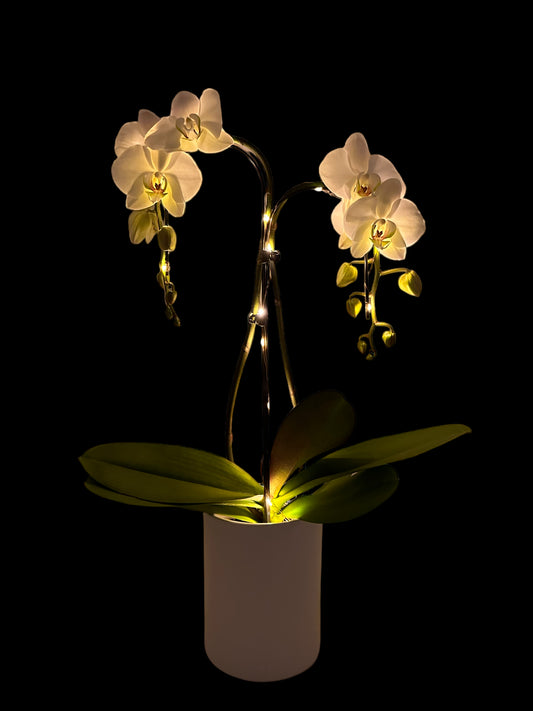 Charles KERST SPECIAL