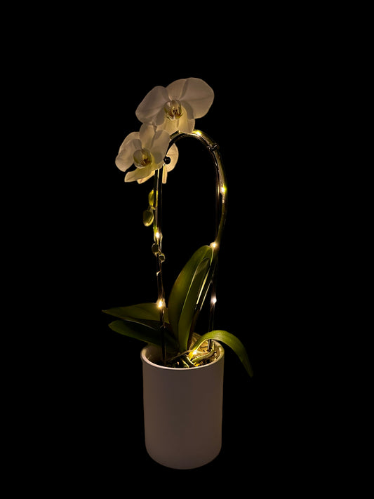 Papicco Je orchidee direct vers bij de kweker kopen? - Papicco