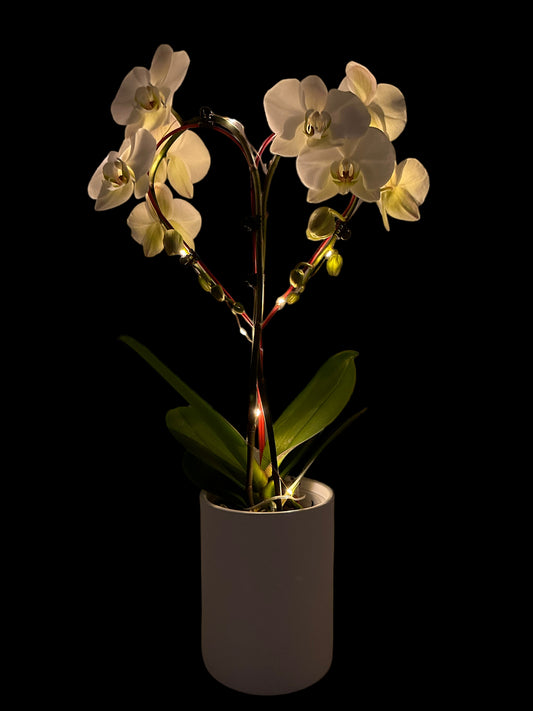 Papicco Je orchidee direct vers bij de kweker kopen? - Papicco