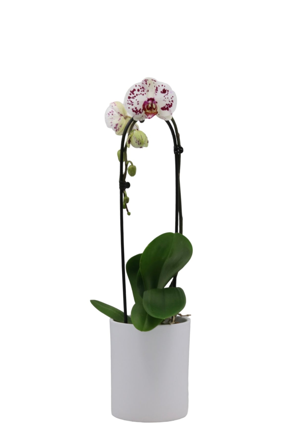 Papicco Waterval Dance - Ø12cm - Papicco