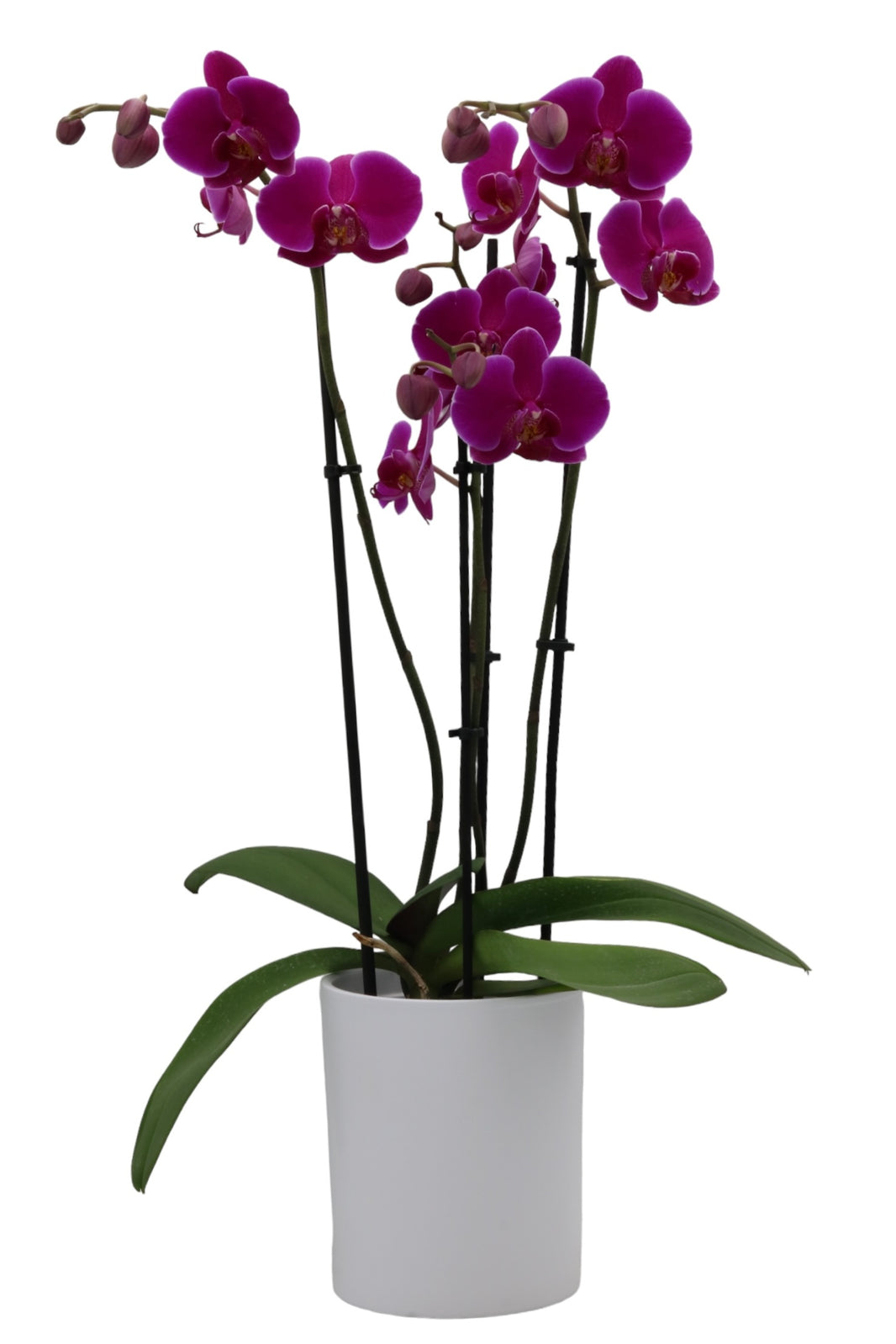 Orchidee kwekerij voor particulieren - Papicco