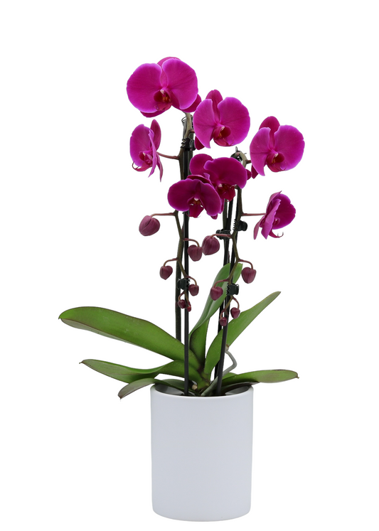 Waterval Belini - Ø12cm