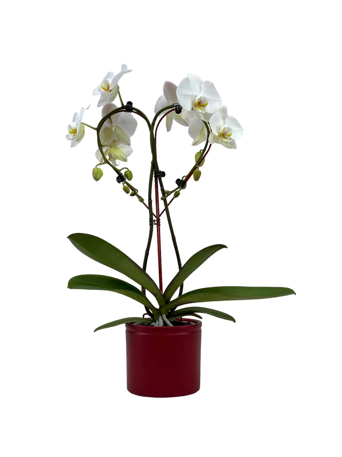 Papicco Witte orchidee kopen? De beste kwaliteit in huis! - Papicco.nl - Papicco