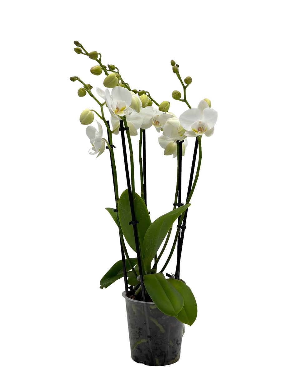 Orchidee kwekerij voor particulieren - Papicco