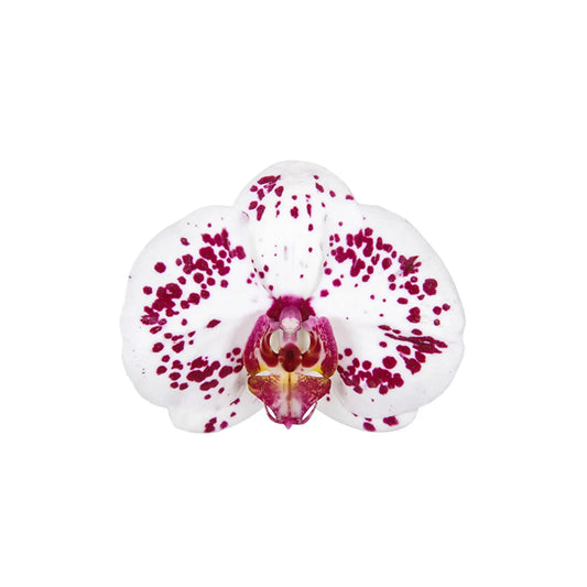 Sparkle - Ø12cm