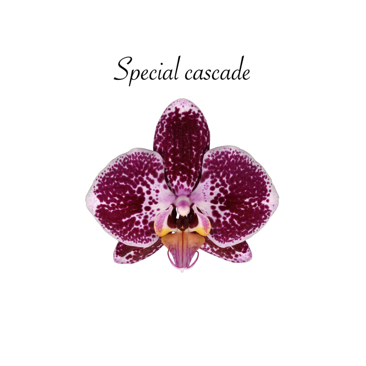 Papicco Waterval Happiness - Ø12cm - Papicco