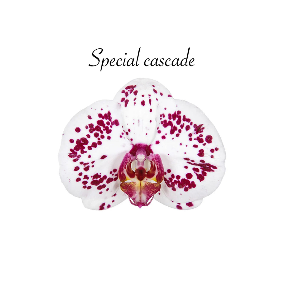 Papicco Waterval Dance - Ø12cm - Papicco