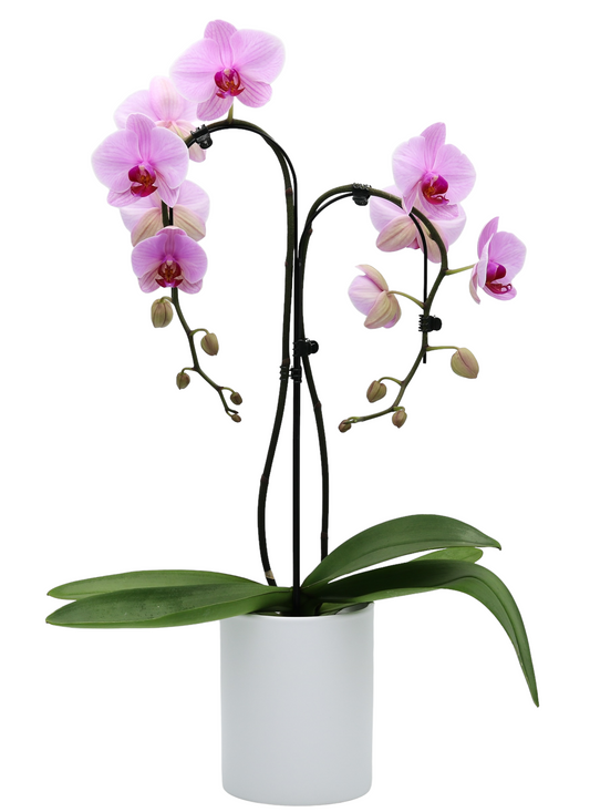 Umbrella Parrot - Ø12cm