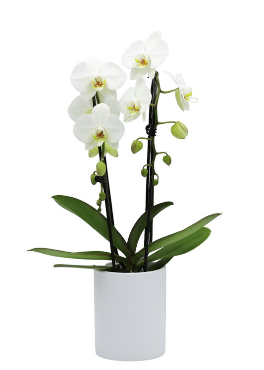 Waterval Margaret - Ø12cm