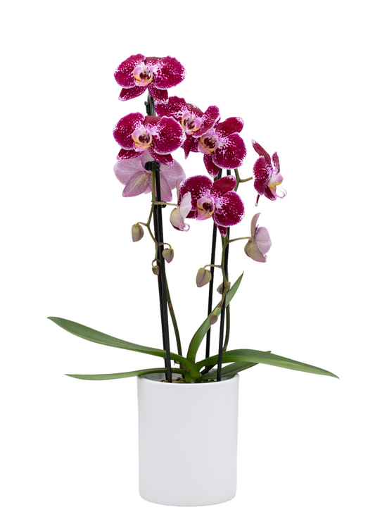 Waterval Happiness - Ø12cm